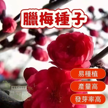 🌱精選種子   臘梅種子 超耐寒    濃香型 梅花種子 台灣現貨現發  易種植   發芽率高 庭院盆栽 耐寒 觀賞花卉