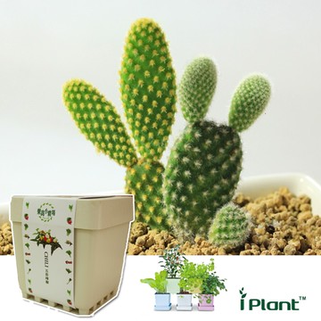 【心安購物】iPlant積木盆栽-仙人掌