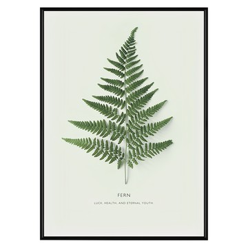 有框畫 躍動的生命力  蕨類植物印花  59.4 x 42cm  黑框