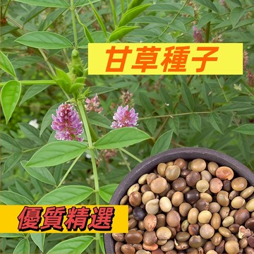 【台灣現貨】甘草種子 甜草根冰糖草耐寒抗旱 庭院盆栽陽台種植 中草藥種籽 春秋四季易種 三葉甘草可食用藥材種籽#中藥材籽
