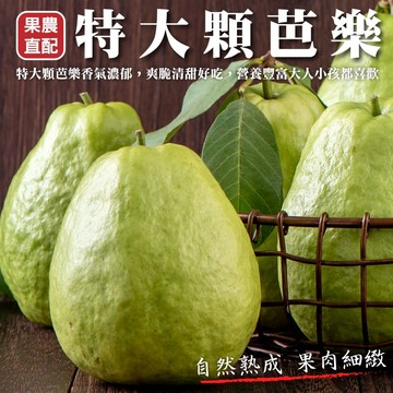 【果農直配】特大顆芭樂(5斤±10%)