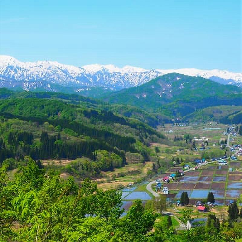 天然山菜煮物 飯豊ばあちゃんてづくり煮物  山うど煮物 １８０g×３袋 冷凍食品 送料無料