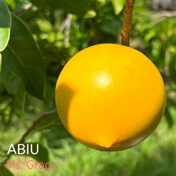 2026/7月預購 頂級黃金果 北農競標冠軍/有機農場 免運