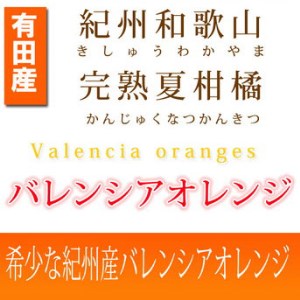 秀品　希少な国産バレンシアオレンジ 5kg ※2024年6月下旬～7月上旬頃に順次発送予定