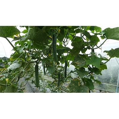 ふるさと納税 那須塩原市 季節の野菜お試しセット(全5〜7品)