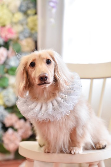 Angel Nina 寵物 圍兜 領巾 脖圍