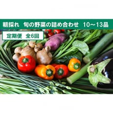 土佐野菜の旬の野菜詰め合わせ　10～13品目全6回