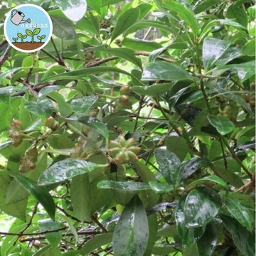 八角茴香種子 大料籽 滷包香料 盆栽植物 庭院樹苗 可觀賞 居家種植 香草植物 新鮮種子 園藝DIY 自種香料 烹飪食材