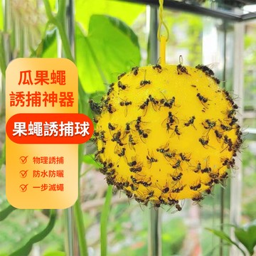 誘蠅球 隔日到貨 捕蠅器 超黏捕蠅球 黏蒼蠅 黏蠅板 蒼蠅貼黏蠅 果蠅 黏果蠅 捕蟲球 蒼蠅球 QJ2357