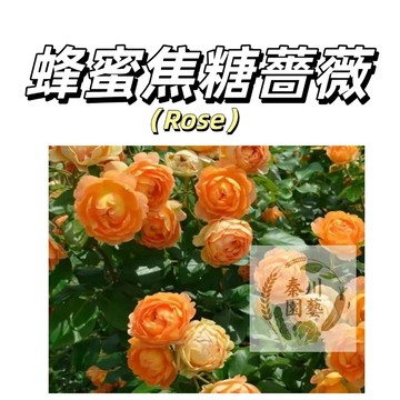 嘉義現貨（蜂蜜焦糖薔薇花種子MG-3）Rose薔薇種子 橙色大花爬藤玫瑰種子庭院陽台灑下就能活懶人觀賞花卉花海種子