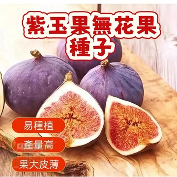 🌱無花果種子  whg 1紫玉果無花  營養豐富 口感軟糯 耐寒耐旱易養活 庭院盆栽