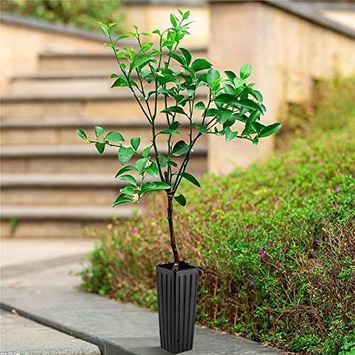 Yardwe 木 苗 ポット 50個 再利用可能 深い 苗床 植木鉢 高さ 苗 花 植物 接ぎ木 ポット 排水 穴付き