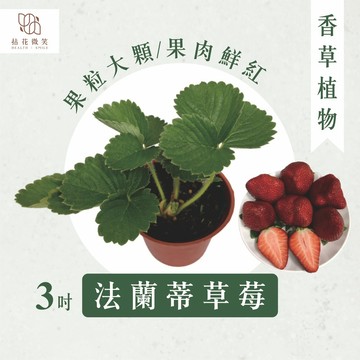 【拈花微笑】香水草莓｜法蘭蒂草莓｜3吋｜果粒大顆｜色澤鮮豔｜Ｑ軟富有嚼勁｜咬一口之後會發現果肉鮮紅多汁｜口感十足