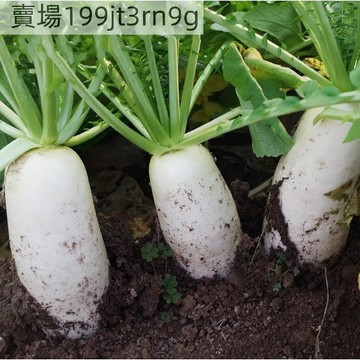 現貨🥕【蘿蔔種子大全】（250粒）四季迷你蘿蔔種 胡蘿蔔 嫩脆小蜜丸七彩蘿蔔紫鴛鴦蘿蔔 手指胡蘿蔔種子有機迷你衚蘿蔔種籽