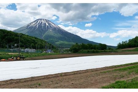 2024年受付開始！こだわり農家の 喜茂別産 ミニトマト・ミックス