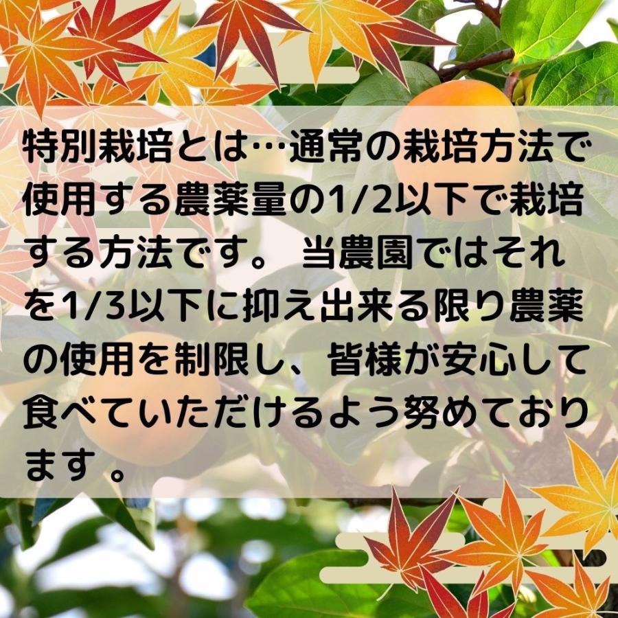 2024年予約販売 和歌山産 特別栽培 種無し柿 約10kg 大きさお任せ たねなし柿 種なし柿  柿  送料無料  高糖度 甘い