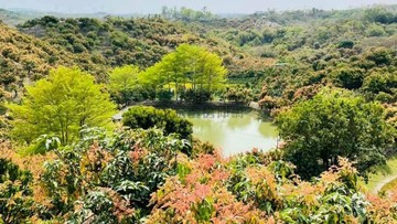 玉井芒果園｜年收200萬｜高投報｜可傳承｜台南市玉井區層林