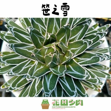《花田多肉》🌵【笹之雪】 3吋盆 龍舌蘭/多肉/多肉植物/園藝/盆栽/戶外植物/塊根/仙人掌/植栽/塊根