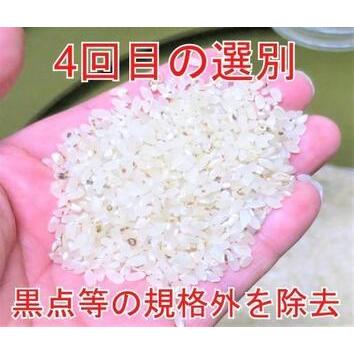 ふるさと納税 20kg（5kg×4）大手有名百貨店出荷米 あきたこまち 令和5年産米 秋田県大仙市