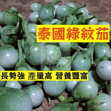 🌱高產早熟（泰國綠紋茄子種子）高水分 低熱量 易種植 營養豐富 抗病 高產 種子 農家庭院種植 蔬菜種子