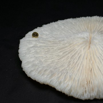天然白菊花珊瑚 來自大海 大型擺件 飾品盤 魚缸造型 裝飾 桃花位風水  S26BE05-20