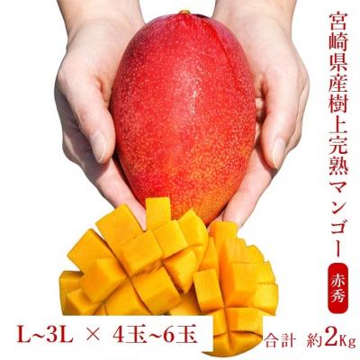 ふるさと納税 宮崎県 ◇宮崎県産完熟マンゴー[赤秀] 合計約2kg(4〜6玉)