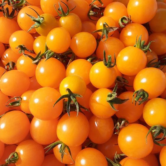 販売期間2024 06 15まで 野菜 トマト 黄色いミニトマト 産地直送