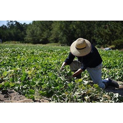 コロコロ熟成安納芋５キロ　S〜SSサイズ