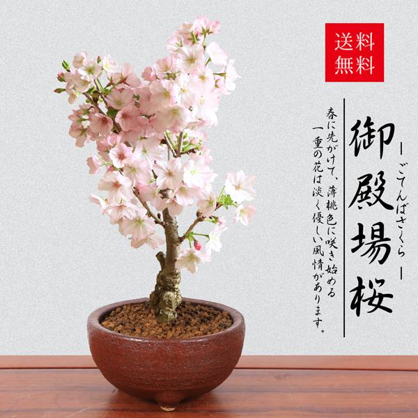 桜盆栽：御殿場桜(信楽焼岩石梅鉢)* (2024年開花終了)Sakura さくら お花見 誕生日 祝 春 ギフト gift プレゼントにもbonsai  LINEショッピング