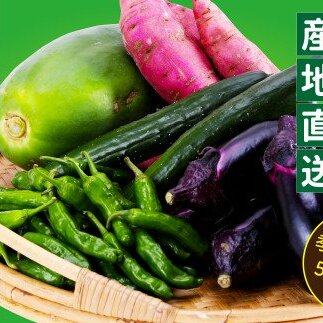 朝どれ！ 野菜詰合せ／芸西村で採れた新鮮な野菜6～8種類をお届けします。特産品 ピーマン ナス こだわりの栽培方法 環境に優しい 安全で安心な野菜づくり  支援品