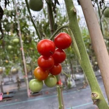 🍅（Chadwick cherry番茄種子）現貨速發 中果西紅柿種子高產  多年生聖女果農田盆栽 高產水果蔬菜種子