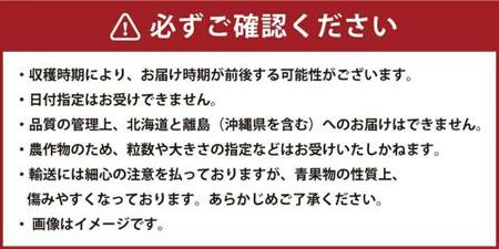 福岡県産 あまおう 800g以上 いちご 苺