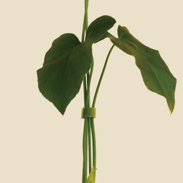 │ 居家小物 │魔鬼氈植物束帶 -植物歪斜、向光生長適用