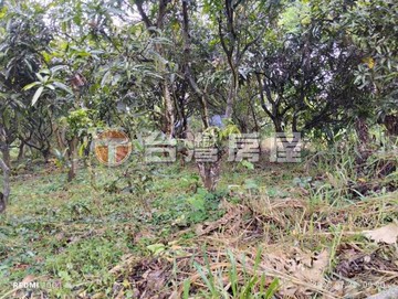 超低價彰化芬園果園｜彰化縣芬園鄉中崙段