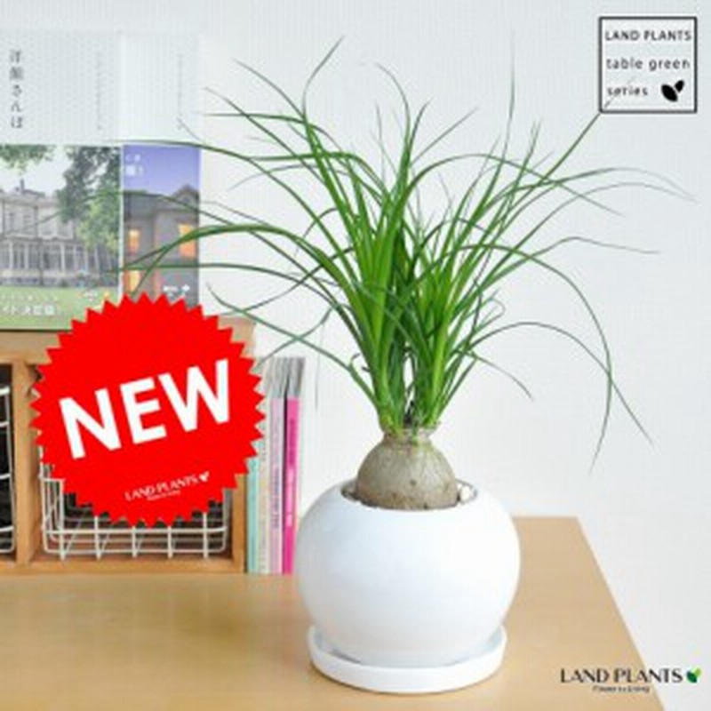 New トックリラン ノリナ 白色丸型陶器鉢に植えた 幹の太い ポニーテール 子ぶたのしっぽ 通販 Lineポイント最大1 0 Get Lineショッピング