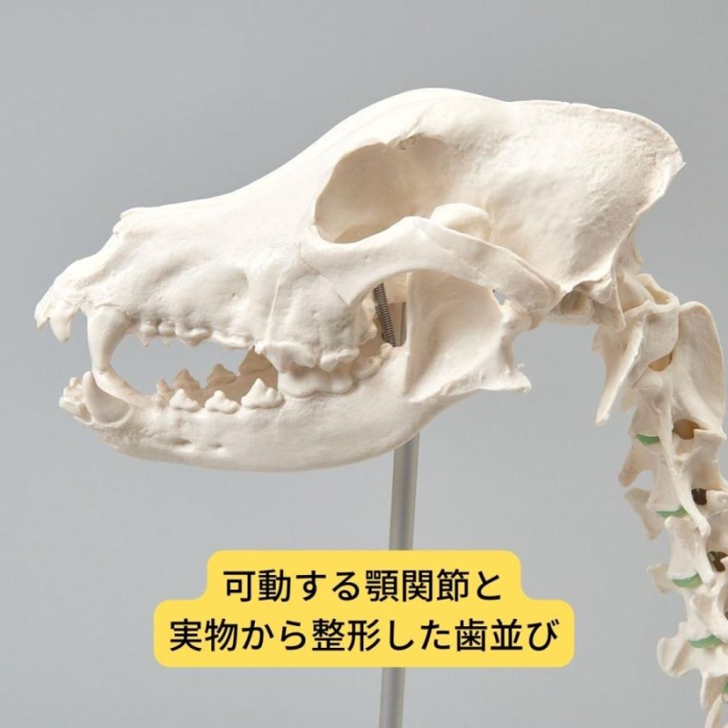 Erler Zimmer (エルラージマー) 犬骨格模型 標本 骨格 関節可動 実物大 獣医学 動物解剖 犬解剖 ドッグ モデル オステオパシー |  LINEブランドカタログ