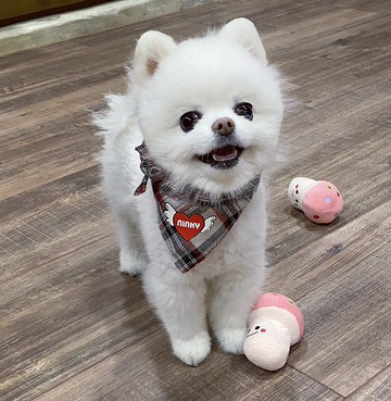 新年禮物 客製化英倫風格紋寵物領巾 質感透氣 貓咪狗狗反光披風