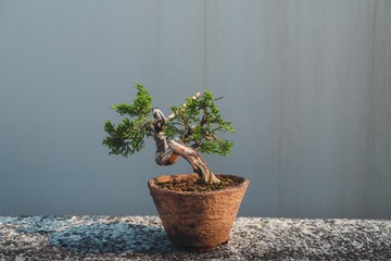 稀有小尺寸雙幹樹型細魚川真柏迷你盆栽 真柏盆栽 有漂亮舍利