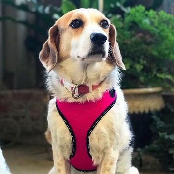 PETRICK 好好狗用胸背帶 純色系列