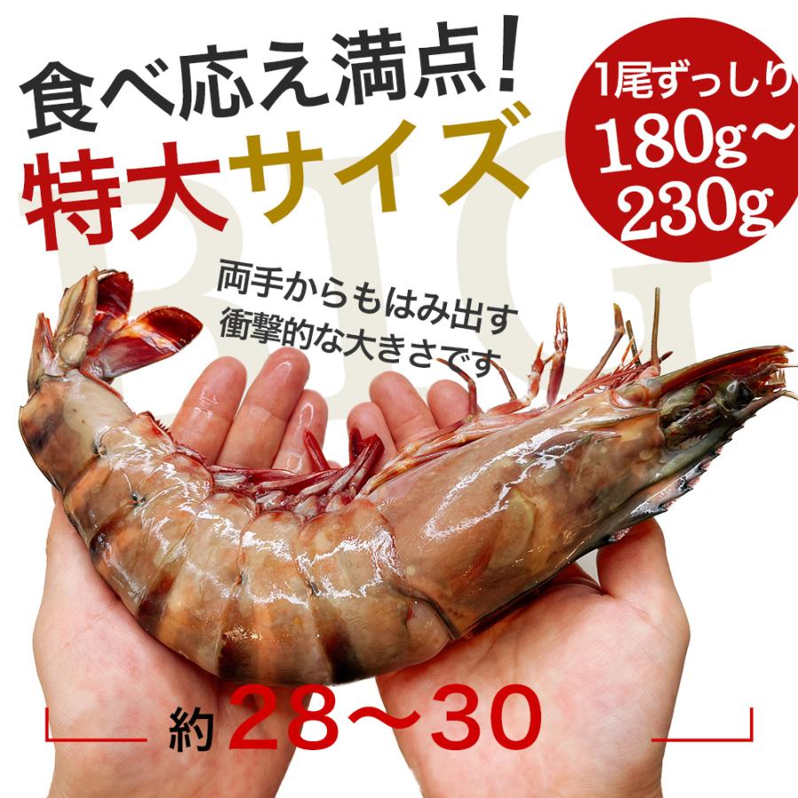 皇帝の海老（天然シータイガー） エビ 1尾｜特大｜ジャンボ海老｜ビッグ｜皇帝の海老｜BBQ｜最大｜海老｜有頭海老｜最大｜海鮮｜お祝い｜ギフト