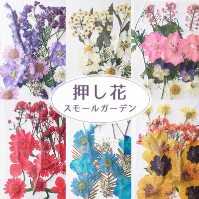 押し花 リアルフラワー60枚以上 オーダーメイド Dev Avotaco Com