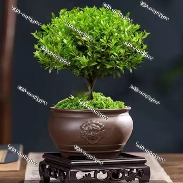 12h出貨 金絲楠木（25粒）稀有名貴樹木種子小葉赤楠樹種子 招財鎮宅 比香水還香四季常綠 盆栽植物種子陽台種植小院種植