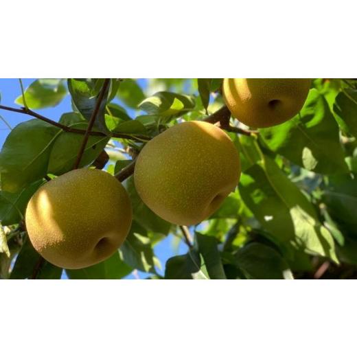 ふるさと納税 茨城県 桜川市  茨城県産 梨 幸水 約5kg 13玉〜14玉  桧山果樹園 農家直送 フルーツ 甘い 直送 …