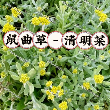 熱銷💥新手易種💥【清明菜種子】四季野菜鼠曲草 絨毛草 黃花 鼠曲草 四季種植 高產 高發芽率 撒土就活 四季花草菜