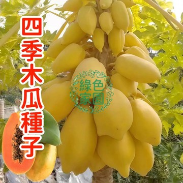 現貨現發【四季木瓜種子】 肉厚細緻 早熟高產 台灣青皮木瓜 無籽木瓜 牛奶木瓜 四季種植美容養顏 年年掛果 水果蔬菜種子