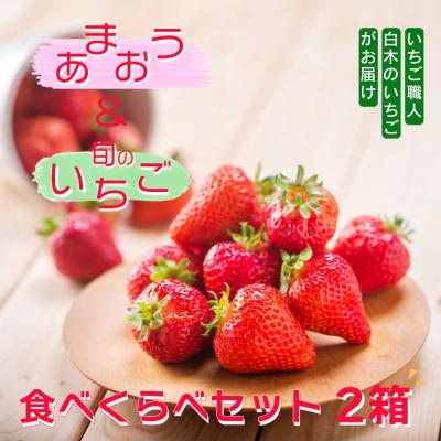 ふるさと納税 小郡市 いちご職人 白木のいちご 「あまおう化粧箱」1箱と「旬のいちご化粧箱」1箱　2種食べ比べセット