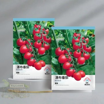 🍅原廠大包裝 瀑布番茄種子（約100粒）聖女櫻桃小番茄 早熟高產生吃小西紅柿種子四季盆栽蔬菜水果種子/原裝包對版