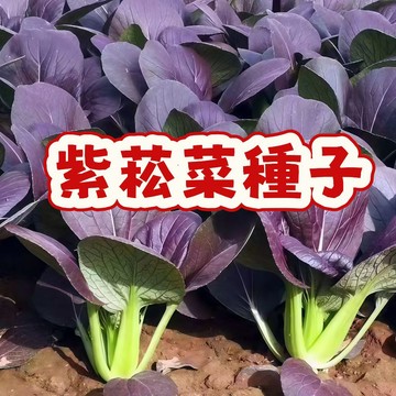 ✨爆款紫鑽菘菜種子✨夢幻紫葉閃耀陽台！新手也能種出寶石般蔬菜～限時優惠，打造您的专属紫色小菜園，健康觀賞兩相宜，搶購從速