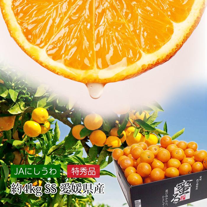 みかん 愛媛県産 蜜るみかん 蜜る 特秀品 約4kg SSサイズ 55〜65玉 小玉 小粒 JA西宇和協賛