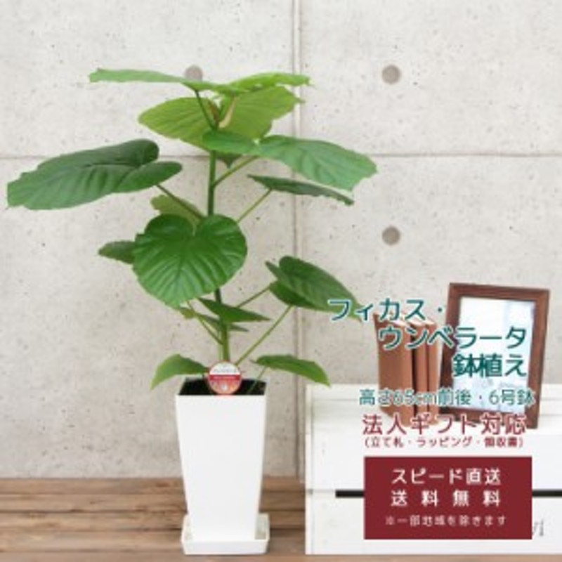 観葉植物 フィカス・ウンベラータ 6号 角プラスチック鉢 高さ約65cm